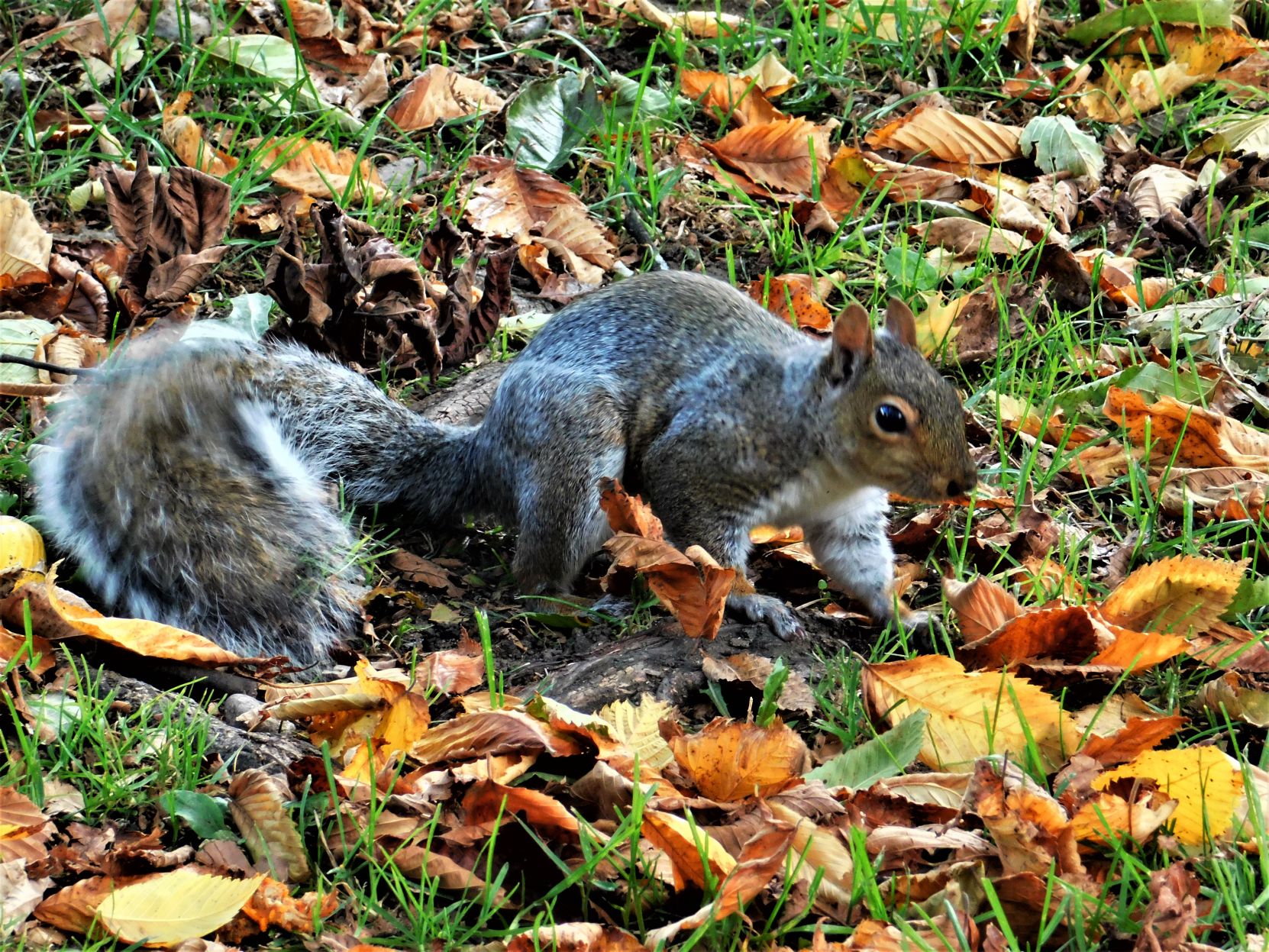 Colorful Squirrel
